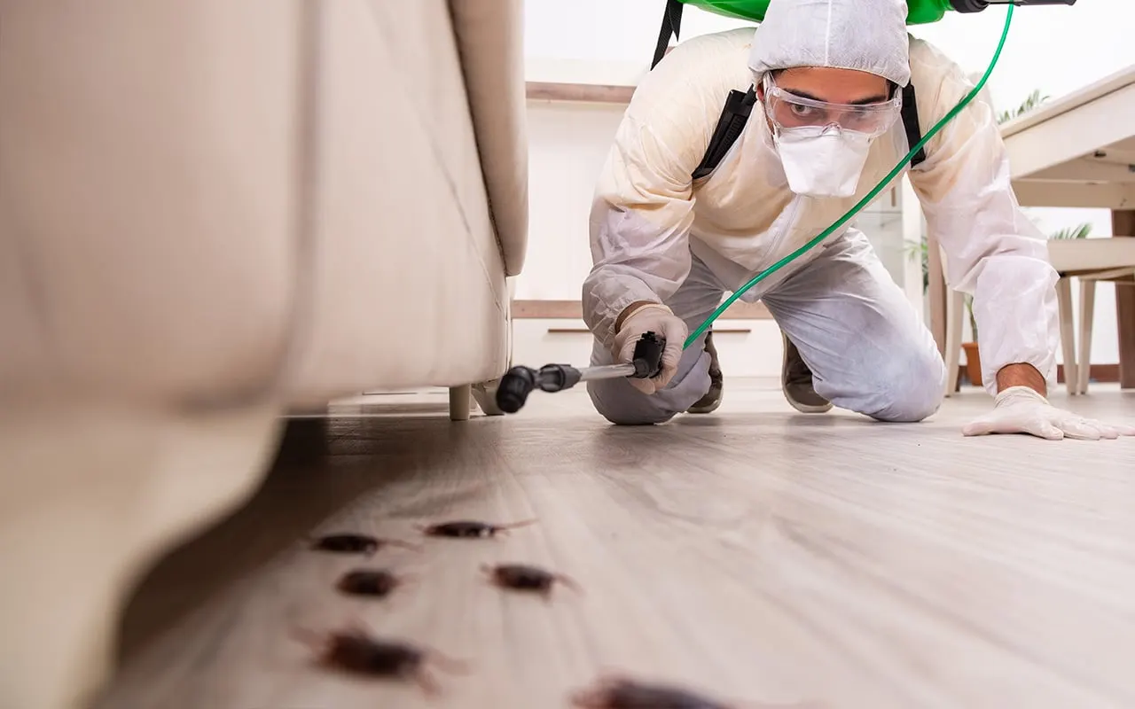 Traitement de désinsectisation réalisé par un technicien SQS